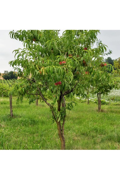 Доросле дерево Нектарин Фантазія (пізній)